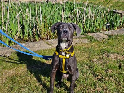 Sweetpea | Crossbreed | Evesham (Worcestershire) - 3