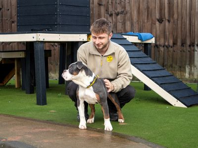 Pepper | Bulldog | Evesham (Worcestershire) - 3