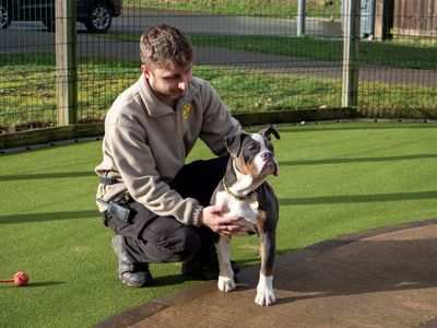 Pepper | Bulldog | Evesham (Worcestershire) - 5