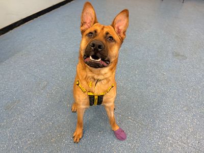 Doc | German Shepherd Dog Cross | Glasgow - 3