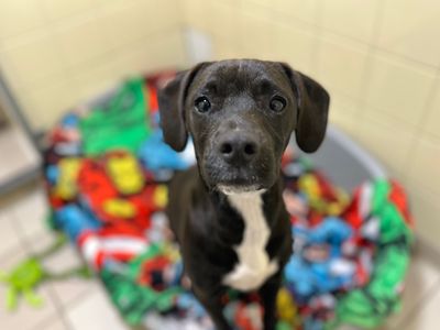 Christie | Terrier (Patterdale) Cross | Snetterton (Norfolk) - 1