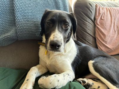 Teddy | Crossbreed | West Calder (Edinburgh) - 3