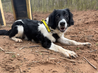 Lois | Collie (Border) Cross | Loughborough - 5