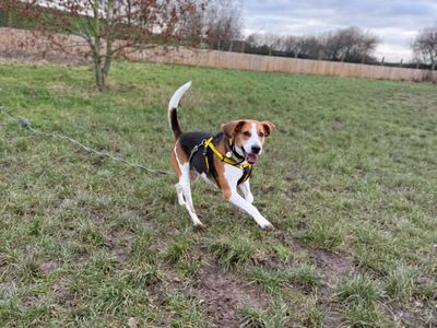 Fred | Foxhound | Shrewsbury (Shropshire) - 5