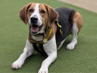 Fred | Foxhound | Shrewsbury (Shropshire) - 5