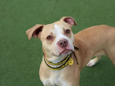 Lemonie | Beagle Cross | Glasgow - 5