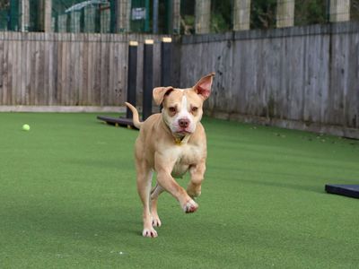 Lemonie | Beagle Cross | Glasgow - 3
