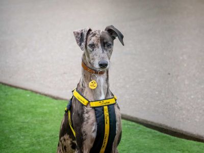 Bernard | Lurcher | Loughborough - 3