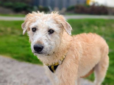 Blanket | Lurcher | Cardiff - 3
