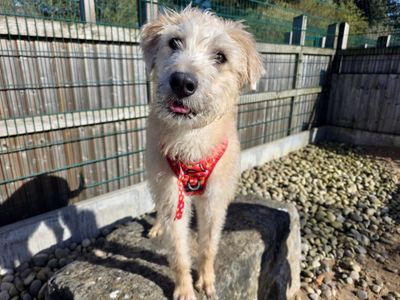 Blanket | Lurcher | Cardiff - 5