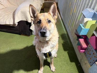Faye | German Shepherd Dog | Snetterton (Norfolk) - 3