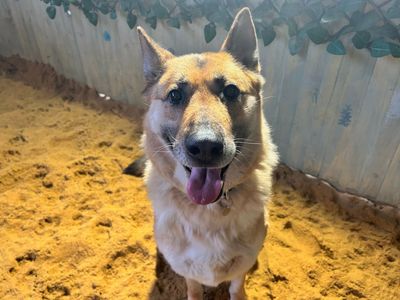 Faye | German Shepherd Dog | Snetterton (Norfolk) - 5