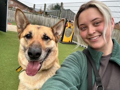 Faye | German Shepherd Dog | Snetterton (Norfolk) - 3