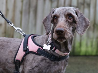 Nellie | Poodle (Miniature) Cross | Leeds - 3