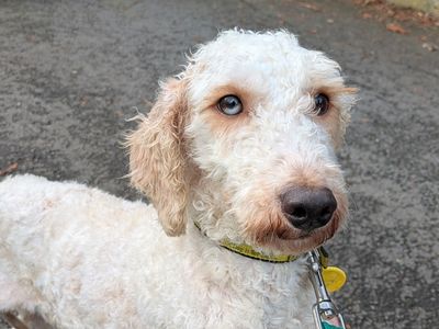 Nancy | Poodle (Miniature) Cross | Evesham (Worcestershire) - 5
