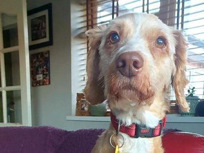 Canolli | Spaniel (Cocker) Cross | Evesham (Worcestershire) - 5