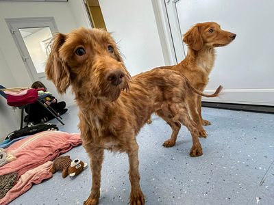 Linguine | Poodle (Miniature) Cross | Evesham (Worcestershire) - 5