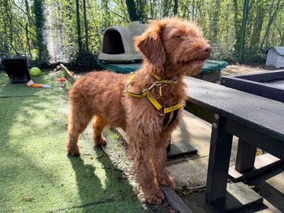 Chuckie | Poodle (Standard) Cross | Merseyside (Liverpool) - 3