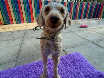 Tommy | Poodle (Standard) Cross | Merseyside (Liverpool) - 3