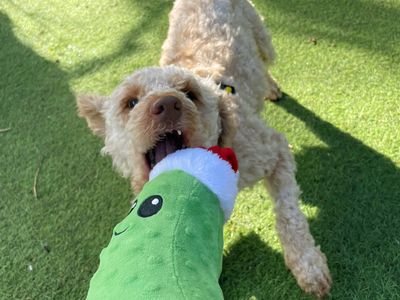 Tommy | Poodle (Standard) Cross | Merseyside (Liverpool) - 2