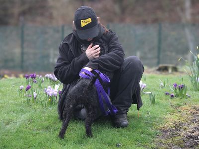 Lil | Poodle (Standard) Cross | Merseyside (Liverpool) - 3