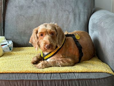 Betty | Poodle (Standard) Cross | Merseyside (Liverpool) - 3