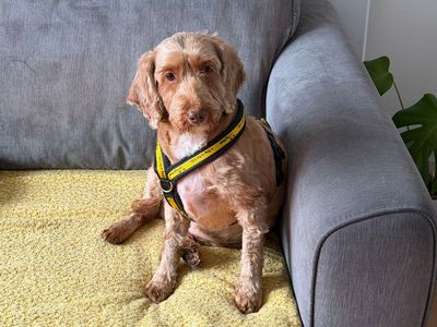 Betty | Poodle (Standard) Cross | Merseyside (Liverpool) - 2