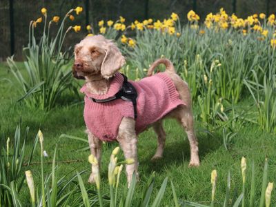 Didi | Poodle (Standard) Cross | Merseyside (Liverpool) - 3