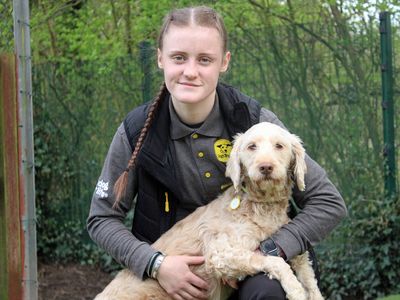 Kimi | Poodle (Standard) Cross | Merseyside (Liverpool) - 3