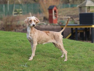Angelica | Poodle (Standard) Cross | Merseyside (Liverpool) - 3