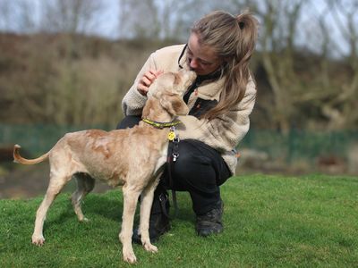 Angelica | Poodle (Standard) Cross | Merseyside (Liverpool) - 2