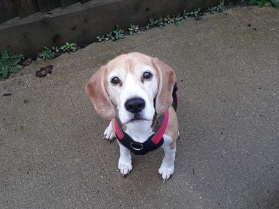 Coffie | Beagle | Newbury (Berkshire) - 2