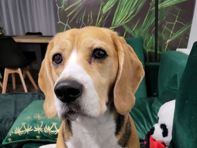 Coffie | Beagle | Newbury (Berkshire) - 3