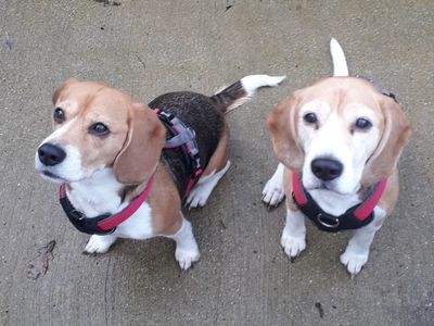 Sophie | Beagle | Newbury (Berkshire) - 3