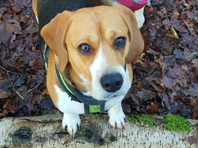 Sophie | Beagle | Newbury (Berkshire) - 2