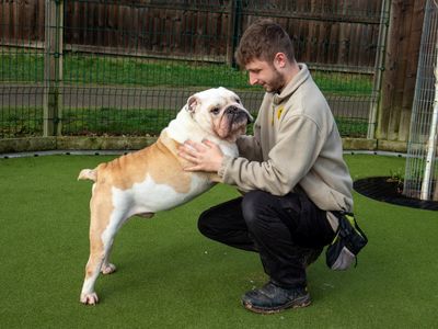 Sir Wiggle | Bulldog | Evesham (Worcestershire) - 3
