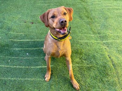 Peanut | Retriever (Labrador) | West Calder (Edinburgh) - 3