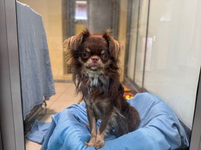 Maxi | Chihuahua (Long Coat) | Basildon (Essex) - 3