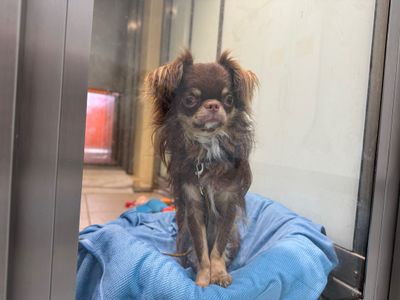 Maxi | Chihuahua (Long Coat) | Basildon (Essex) - 2