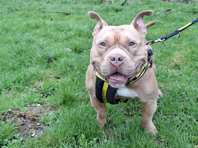 Zeus | American Bully Pocket | Ilfracombe - 2