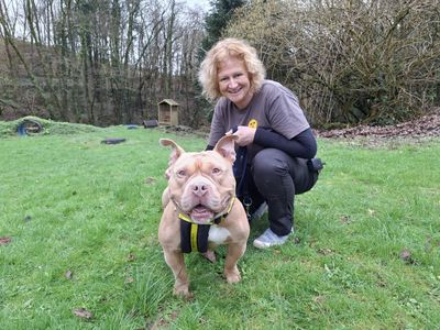 Zeus | American Bully Pocket | Ilfracombe - 3