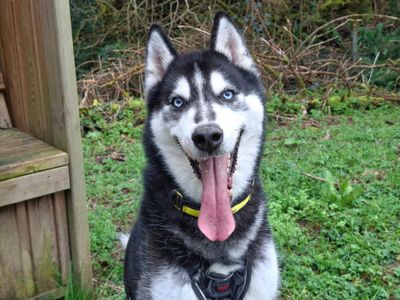 Rocky | Siberian Husky | Ilfracombe - 3
