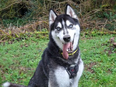 Rocky Husky | Siberian Husky | Ilfracombe - 5