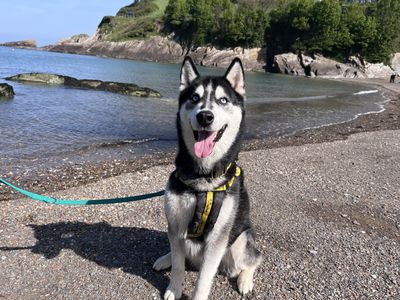 Rocky Husky | Siberian Husky | Ilfracombe - 2