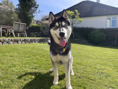 Rocky Husky | Siberian Husky | Ilfracombe - 4