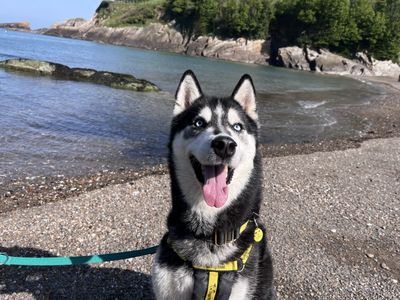 Rocky Husky | Siberian Husky | Ilfracombe - 3
