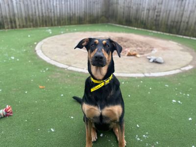 Betty | Dobermann Cross | Cardiff - 3