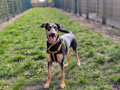 Betty | Dobermann Cross | Cardiff - 3