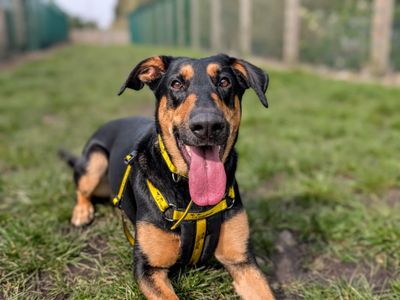 Betty — Dobermann Cross