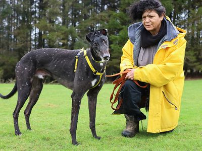 Herbie | Greyhound | Leeds - 5